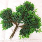 cành lá bồ công anh